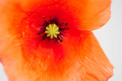 Bald mit Wald? Pflanzung eines kleinen Waldes mitten in Bochum...